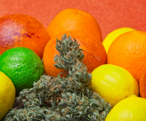 Cannabis citrus terpenes
